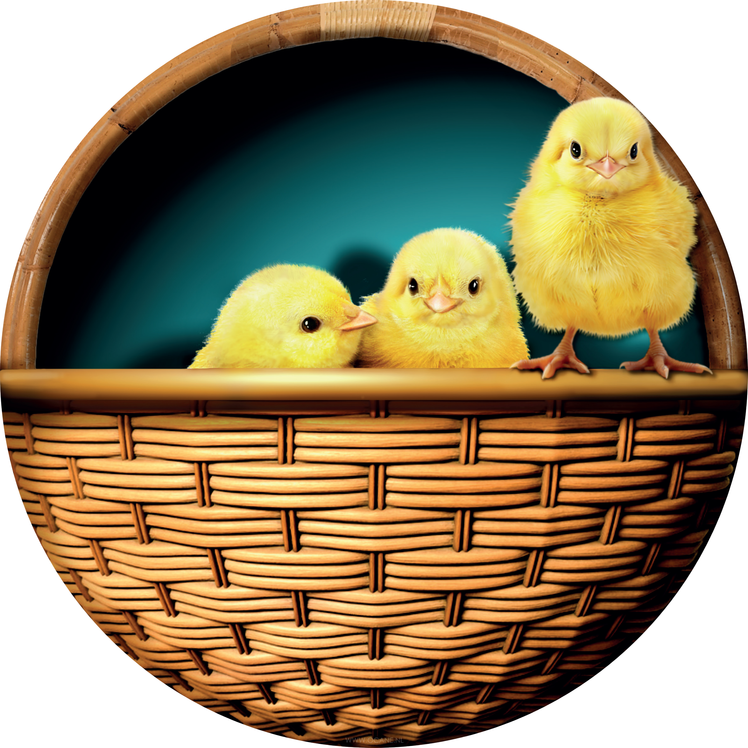 Kuikens